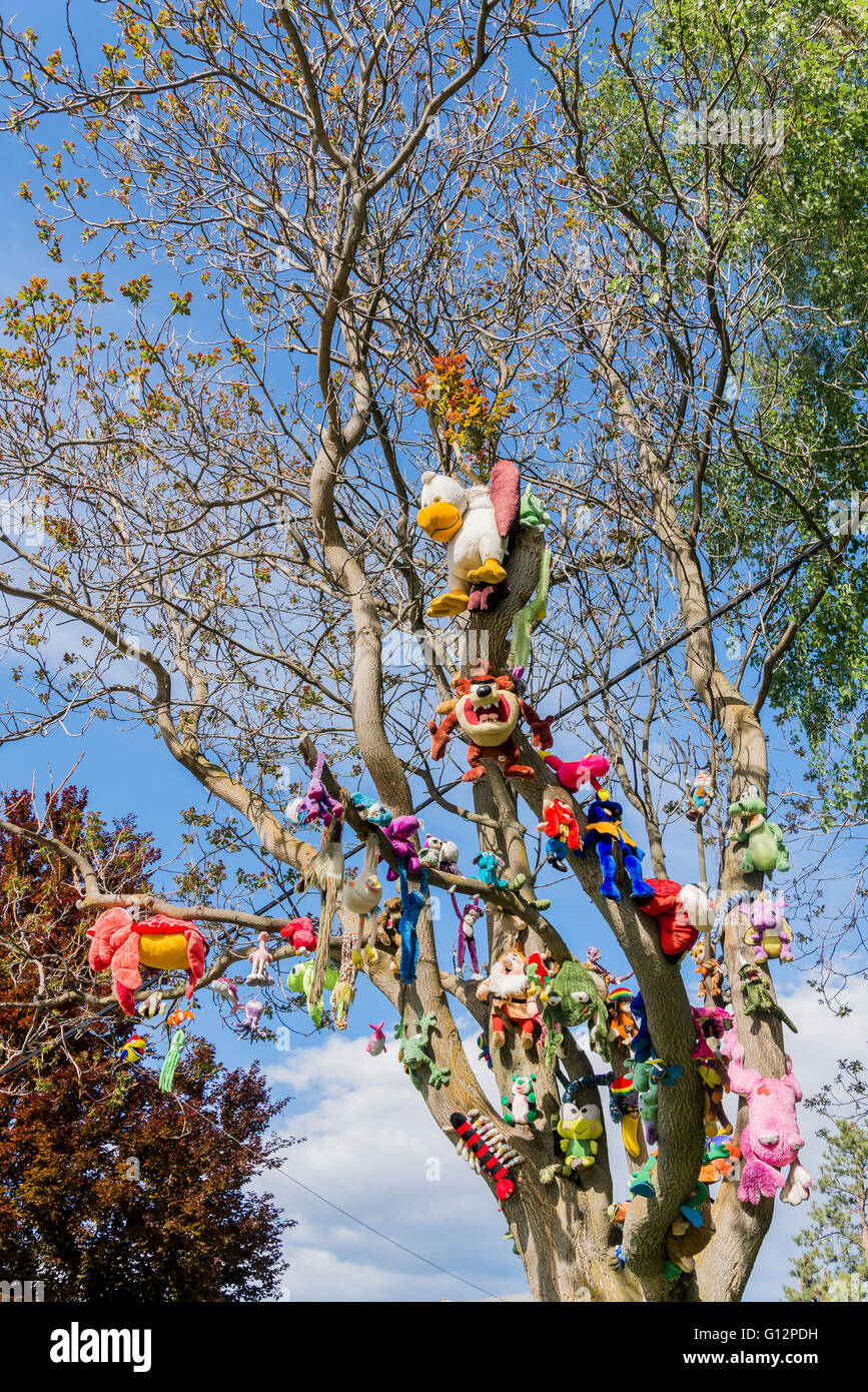 Collezione di giocattoli imbottiti in un albero, Okanagan Falls, Okanagan Valley, British Columbia, Canada Foto Stock