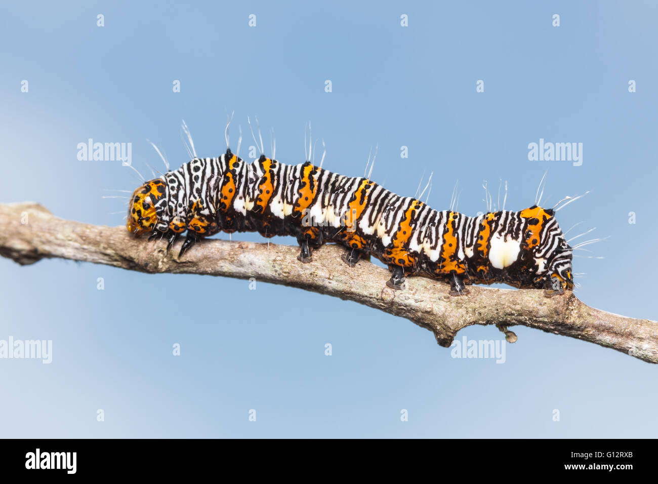 Un otto-spotted Forester Tarma (Alypia octomaculata) caterpillar (larva) posatoi su un ramoscello. Foto Stock