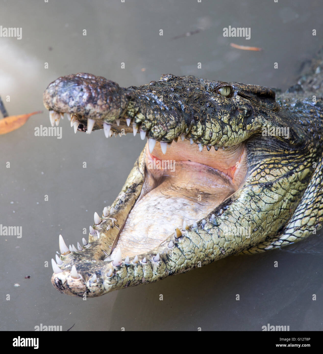 Coccodrillo con bocca aperta in Vietnam Foto stock - Alamy