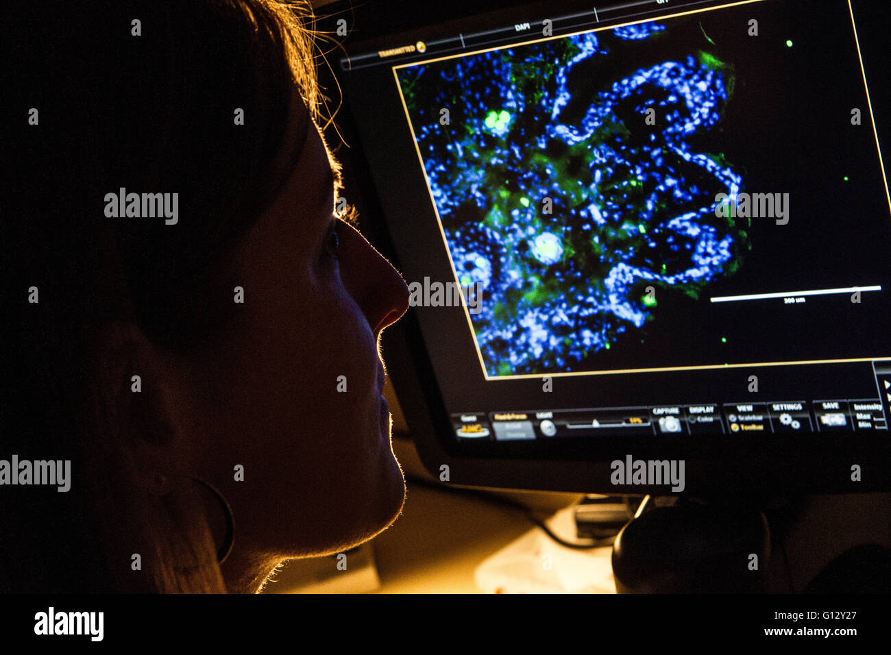 Scienziato guardando i risultati di scansione sul monitor Foto Stock