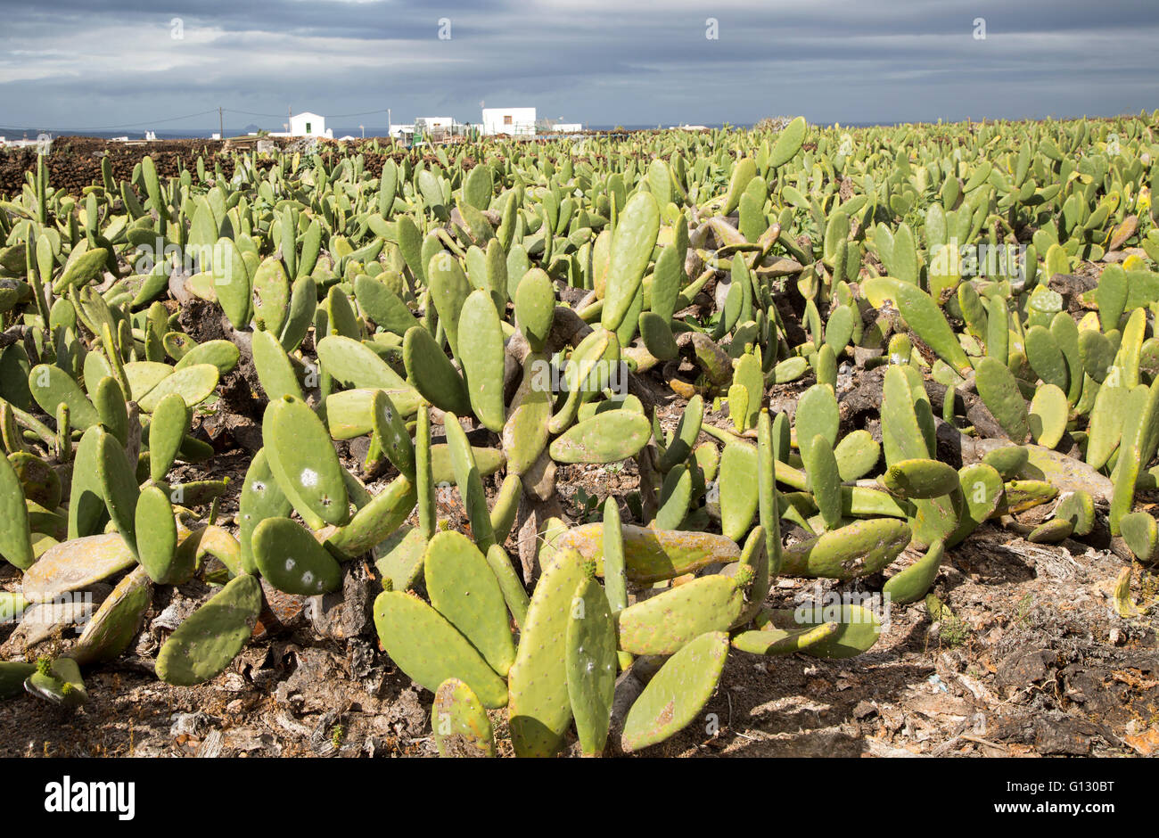 L' Opuntia ficus-indica ficodindia cactus crop per la cocciniglia produzione, Mala, Lanzarote, Isole Canarie, Spagna Foto Stock