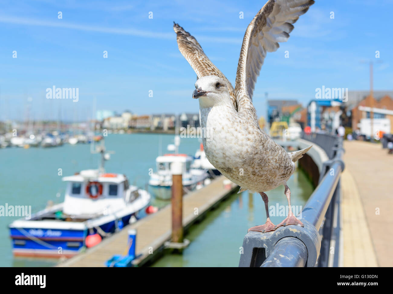 Aringhe giovani gabbiano (Larus argentatus) prendendo il largo dal fiume in primavera a Littlehampton, West Sussex, in Inghilterra, Regno Unito. Foto Stock