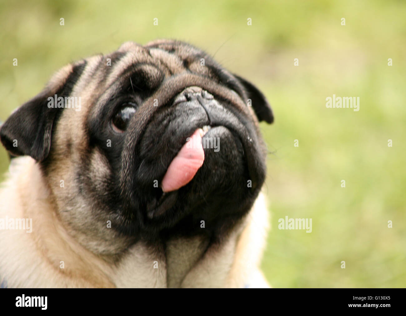 Pug con la lingua fuori, Foto Stock