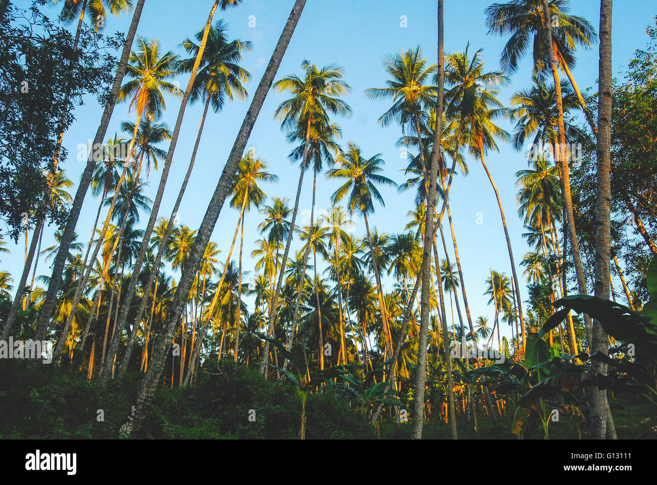 Palme sulla Bunaken Island nelle Sulawesi Foto Stock