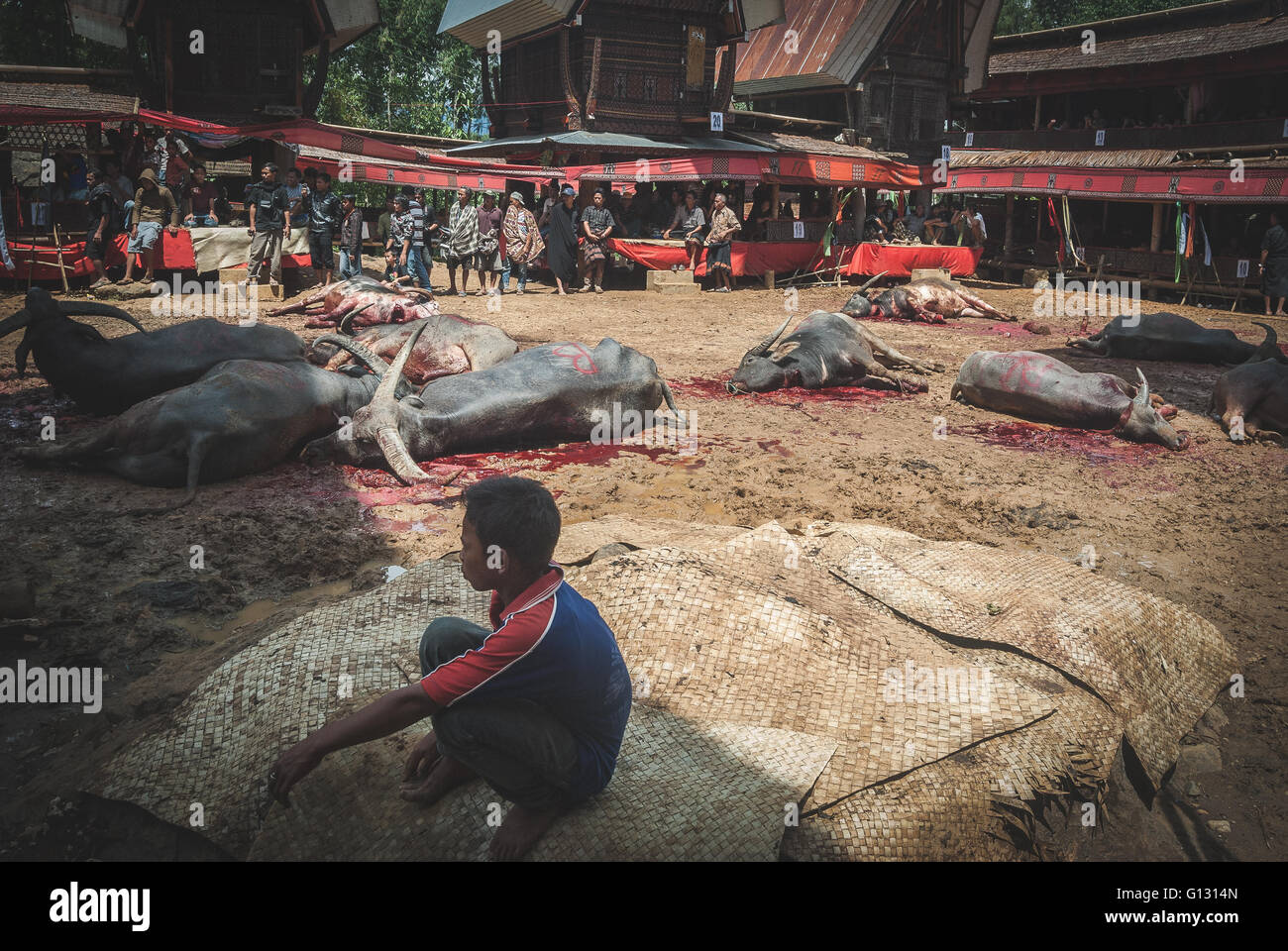 Cerimonia funebre in Tana Toraja vicino a Rantepao nell isola di Sulawesi. Di vacca vengono macellati per facilitare il passaggio alla vita dopo Foto Stock
