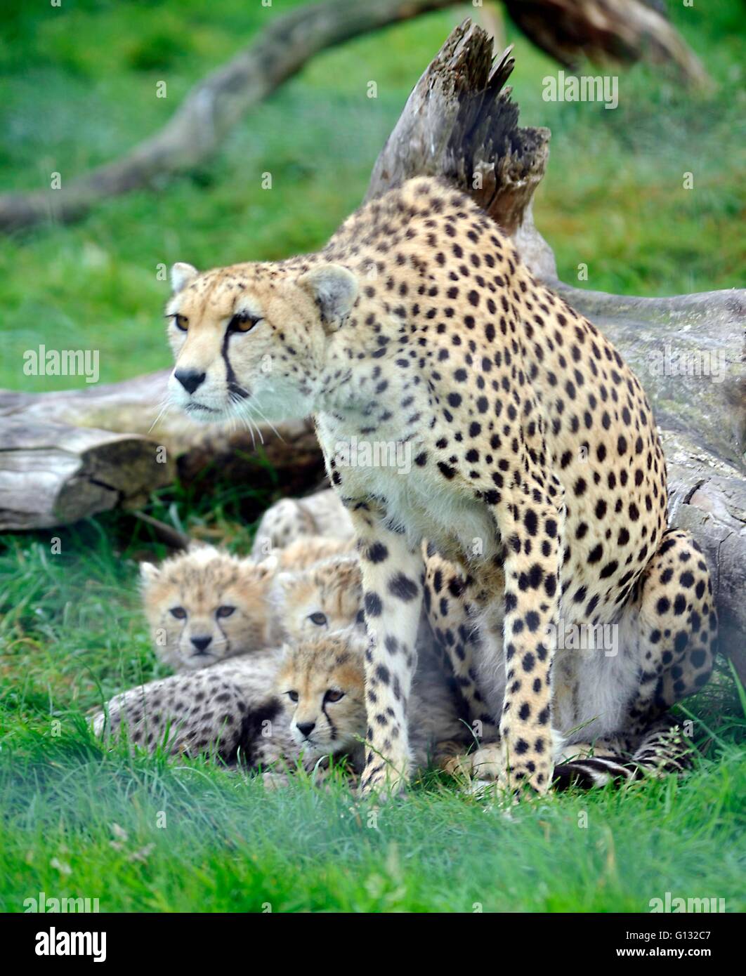 Cheetah settentrionale e cubs a whipsnade zoo Foto Stock