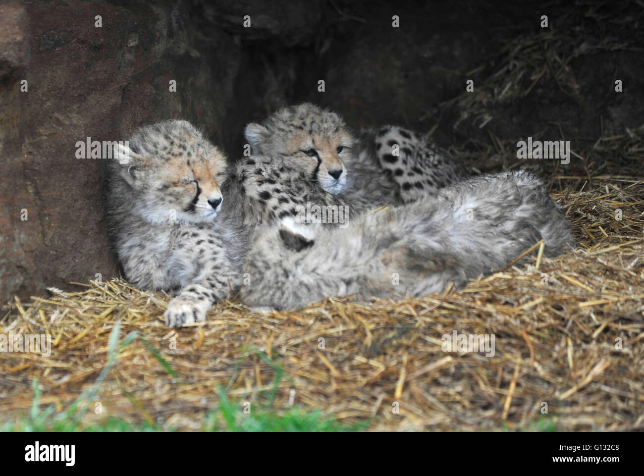 Cheetah settentrionale e cubs a whipsnade zoo Foto Stock