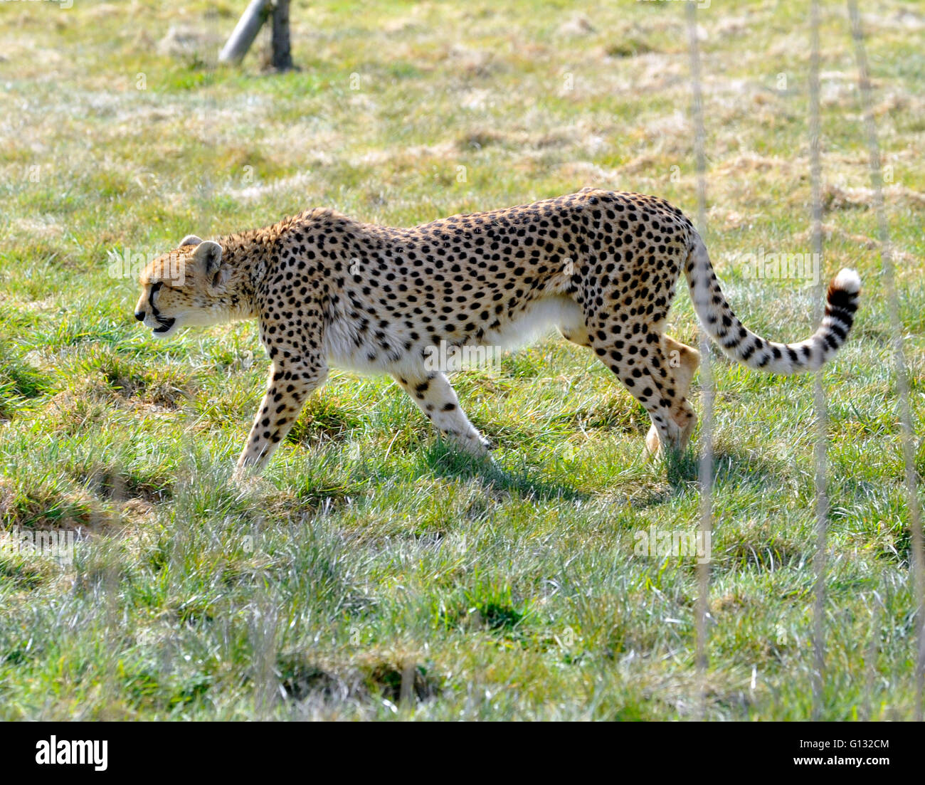 Cheetah settentrionale e cubs a whipsnade zoo Foto Stock