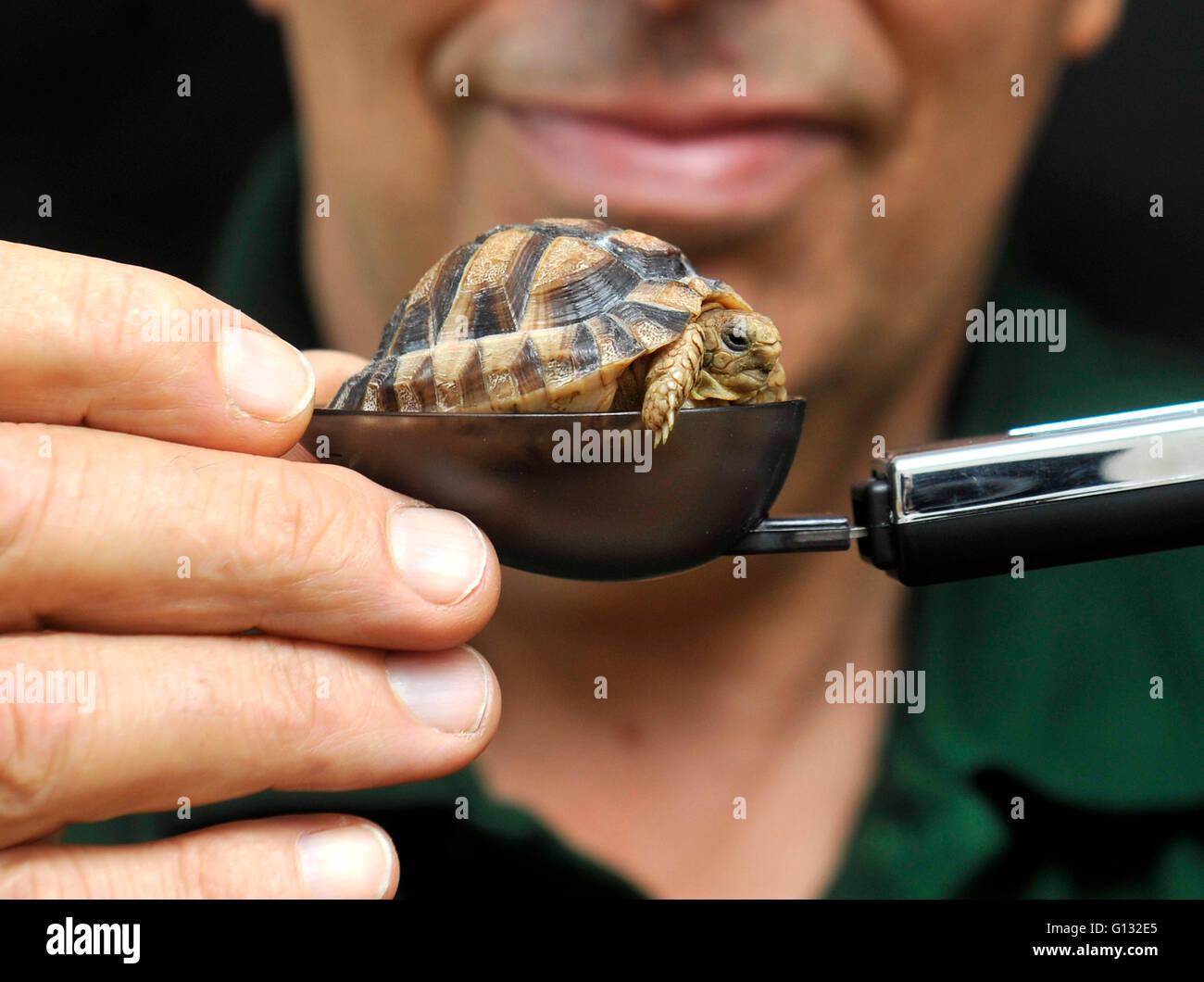 Tartaruga egiziana allo zoo di Londra Foto Stock