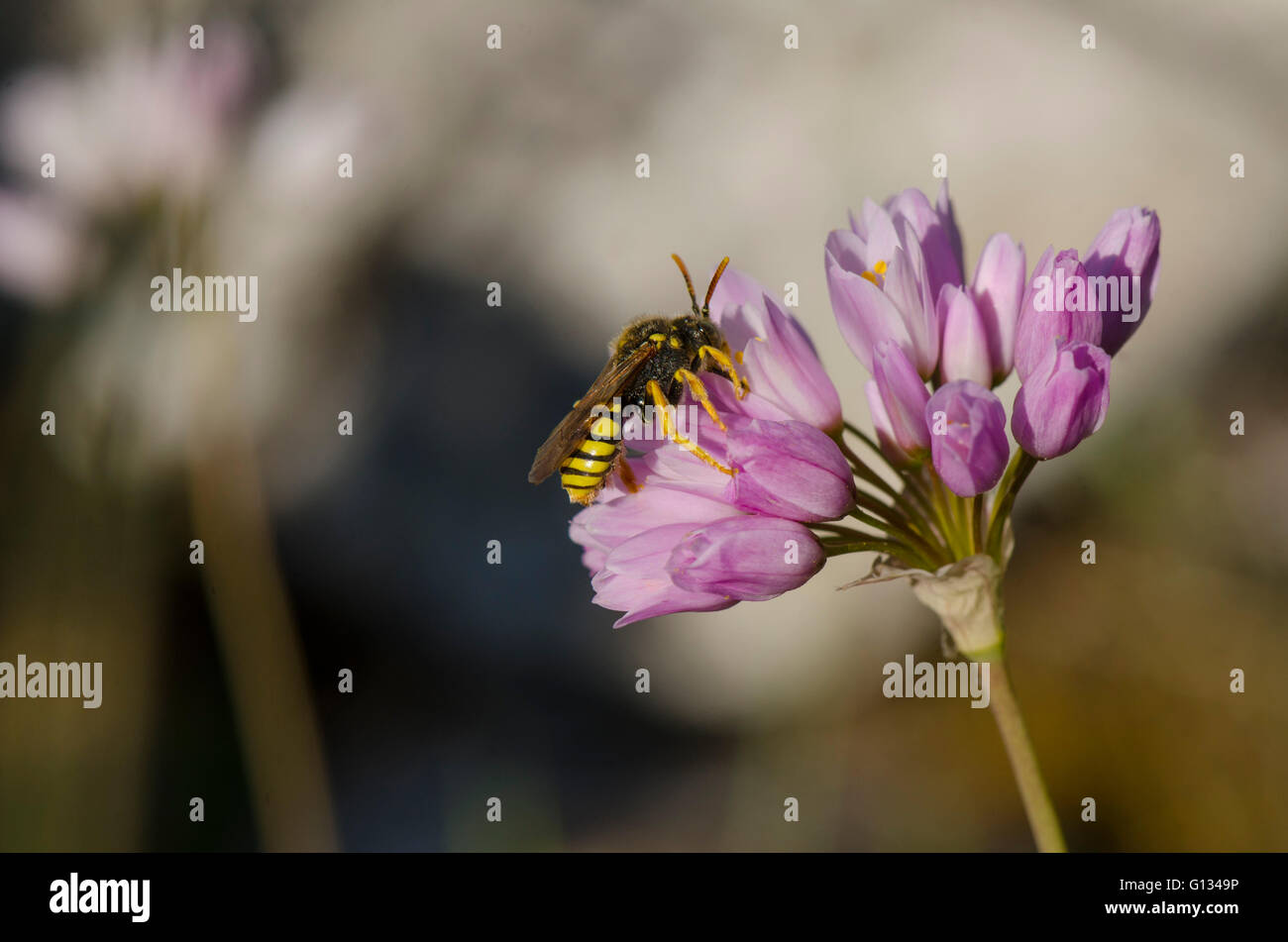 Una carta wasp visitando Rosy aglio, Allium roseum fiore. Spagna. Foto Stock