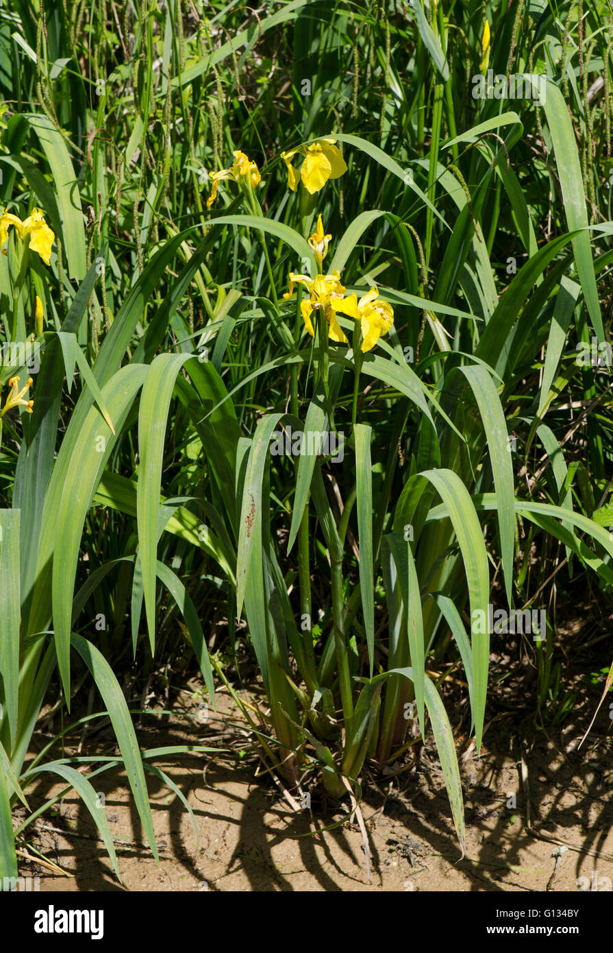 Bandiera gialla, iris gialla, acqua bandiera, leva, Iris pseudacorus, lungo il torrente, Francia. Foto Stock
