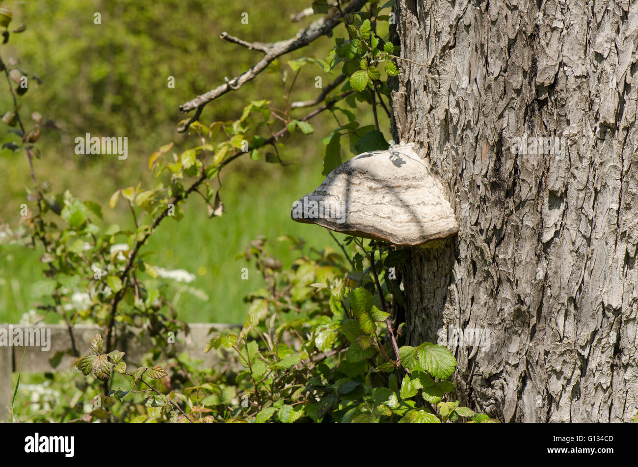Zoccolo fungo, Fomes fomentarius staffa grande fungo sul tronco di albero, Francia. Foto Stock