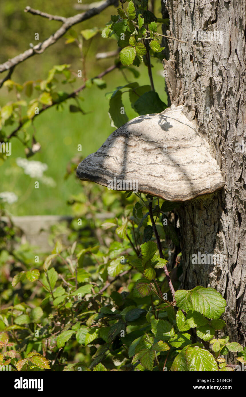 Zoccolo fungo, Fomes fomentarius staffa grande fungo sul tronco di albero, Francia. Foto Stock