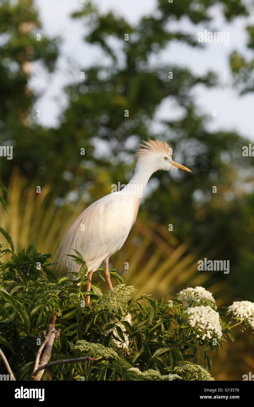 Un Airone guardabuoi, Bubulcus ibis, nel piumaggio di allevamento Foto Stock
