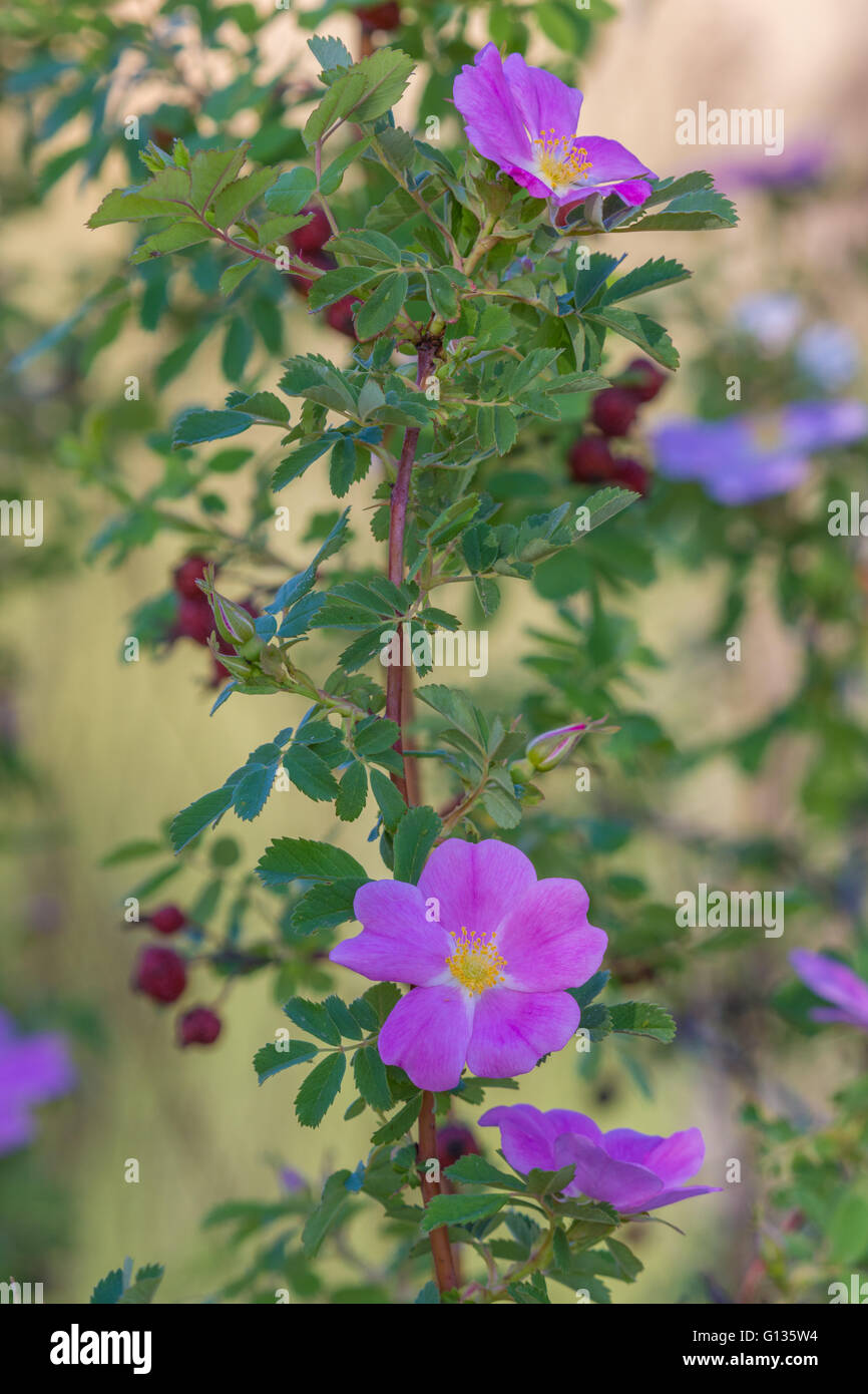 Il legno di rosa (Rosa woodsii), Tingley Beach Wildlife Management stagni, Albuquerque, Nuovo Messico, Stati Uniti d'America. Foto Stock