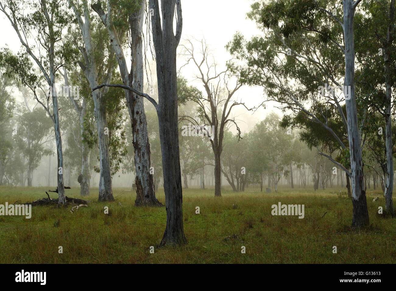Nebbia di mattina avvolgente di alberi di eucalipto in una fattoria vicino a Eidsvold, Queensland, Australia. Foto Stock