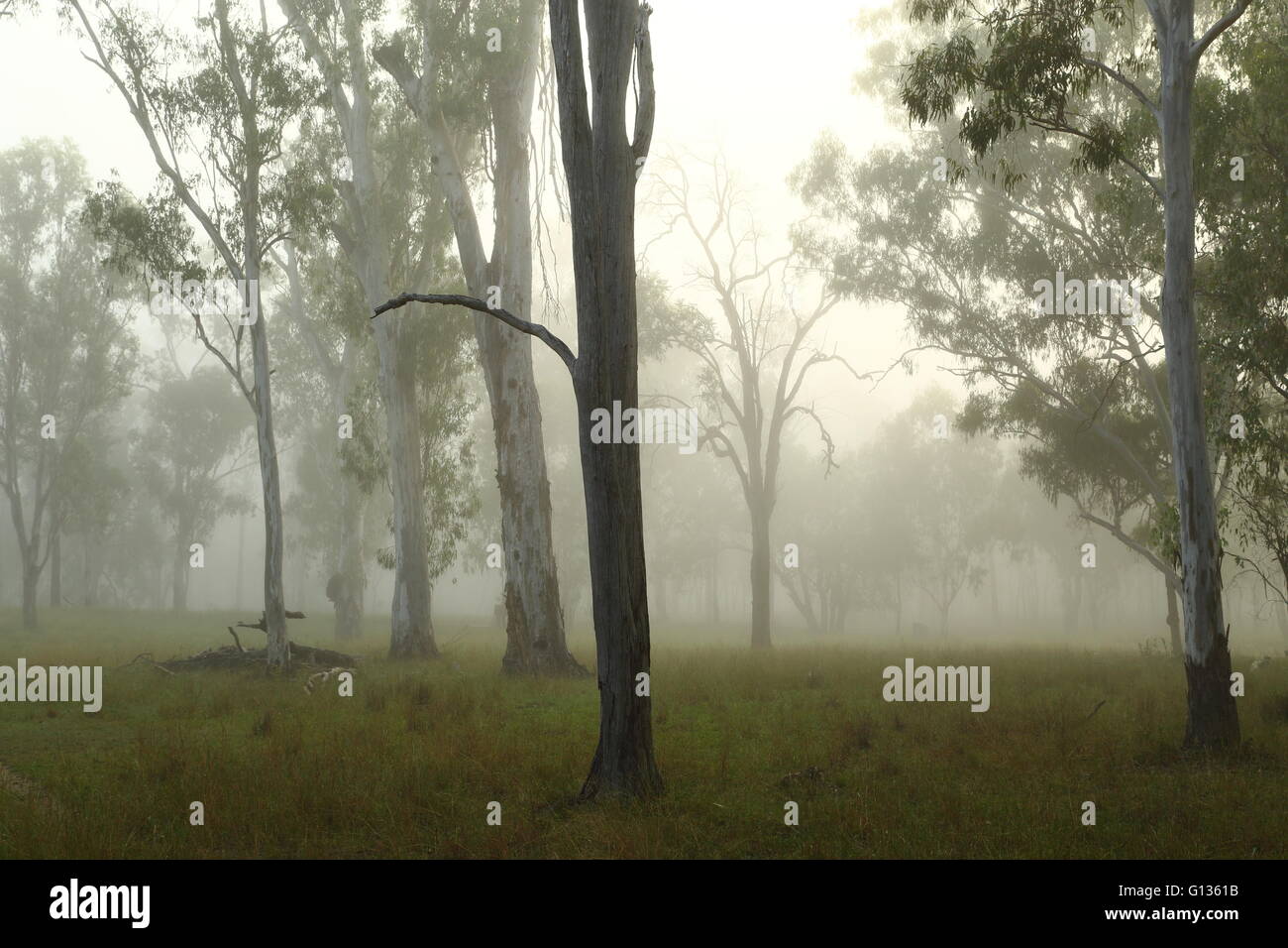 Nebbia di mattina avvolgente di alberi di eucalipto in una fattoria vicino a Eidsvold, Queensland, Australia. Foto Stock