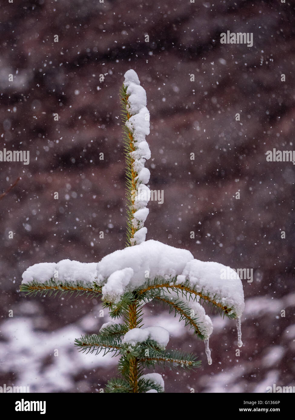 Coperta di neve albero sempreverde alto con il red rock sullo sfondo Foto Stock