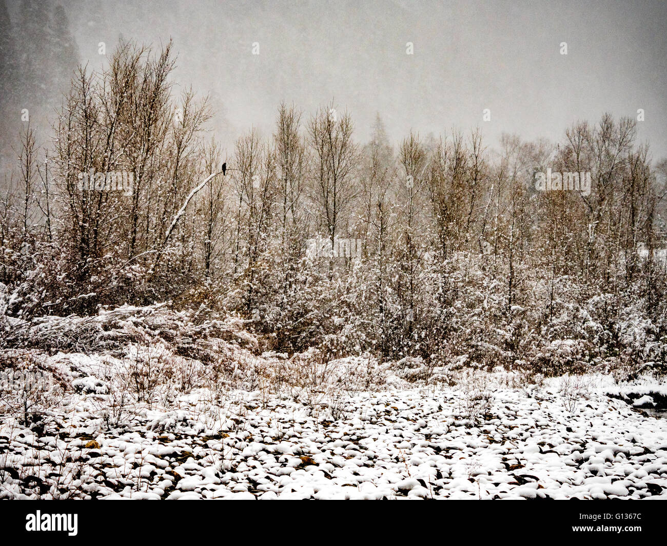 Rapter solitario appollaiato sul ramo durante la neve Foto Stock
