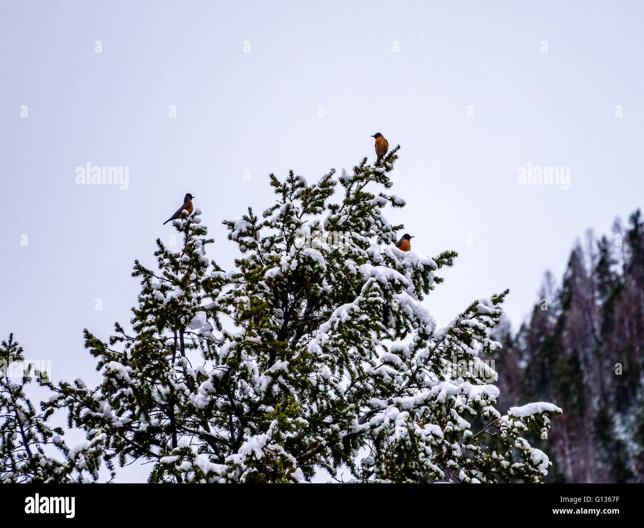 Robins in una coperta di neve albero in inverno Foto Stock