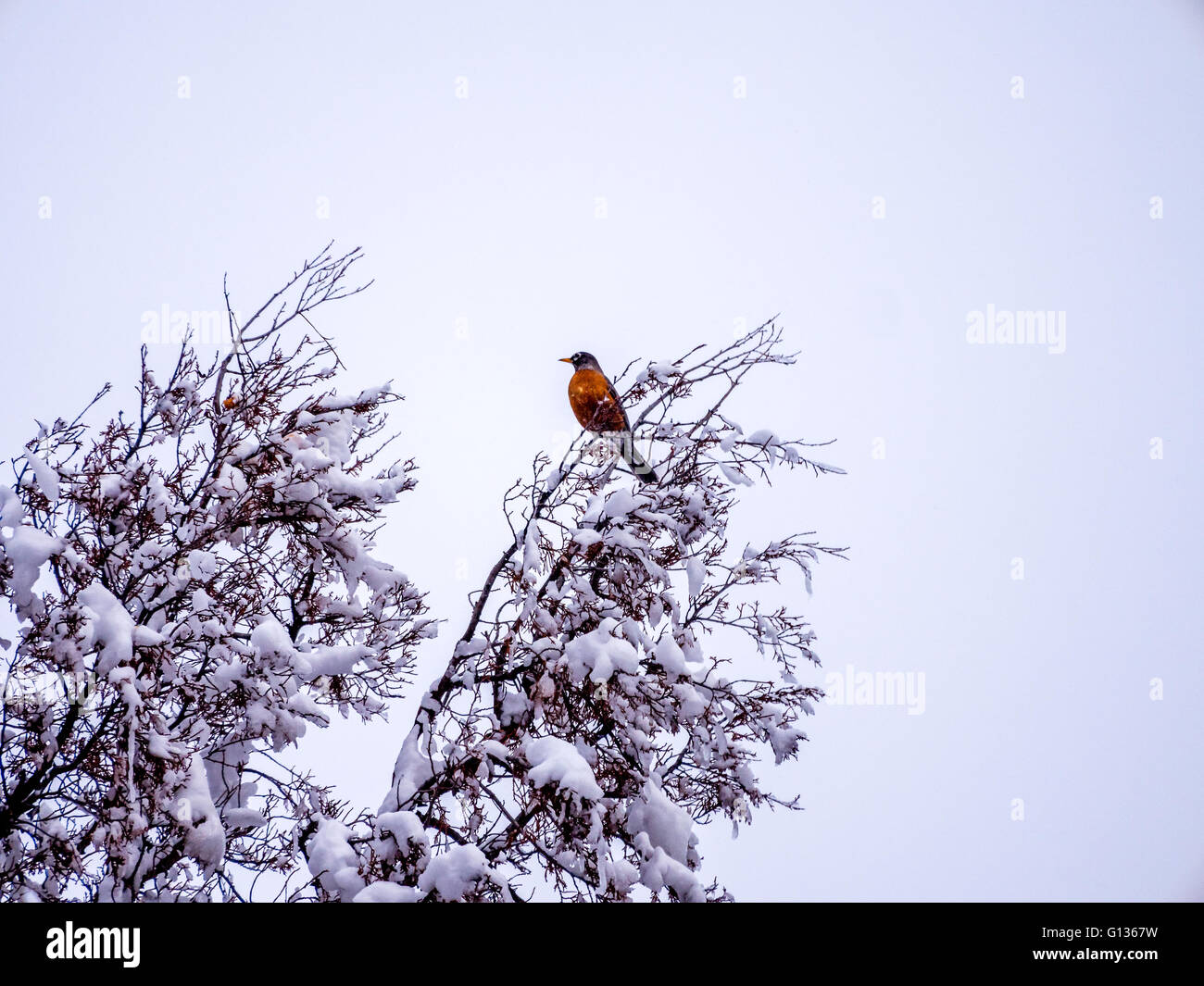 Robin solo in inverno presso la sommità di un albero Foto Stock