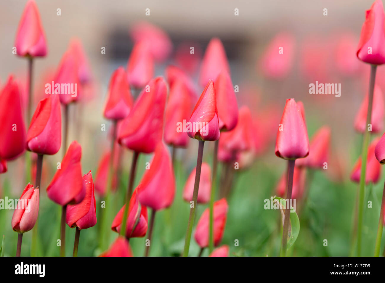 Tulip fiori nel giardino con colori vivaci di rosso Foto Stock