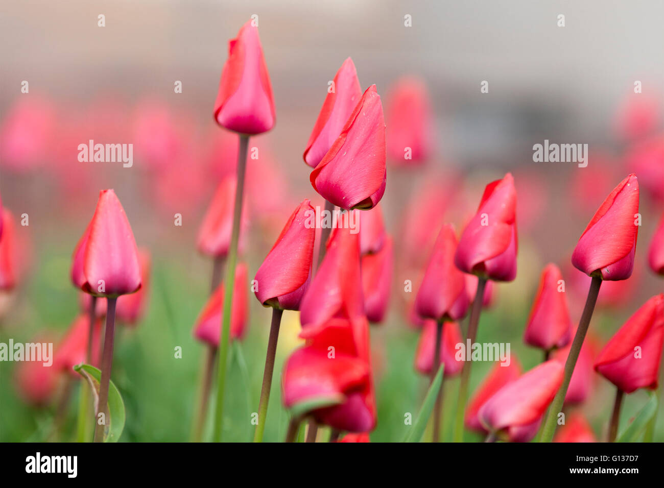 Tulip fiori nel giardino con colore rosso vivo Foto Stock