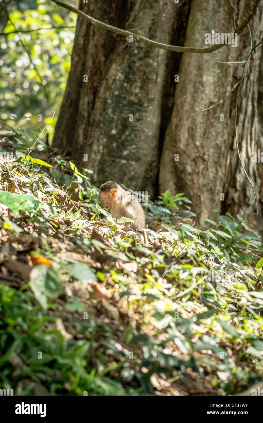 Neonati macaco del cofano (Macaca radiata) sola tra foglie sul suolo della foresta Foto Stock