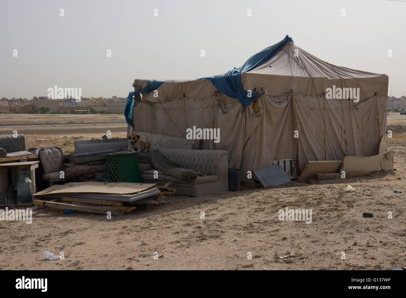Un cane seduto su un divano al di fuori di una tenda beduina. Foto Stock
