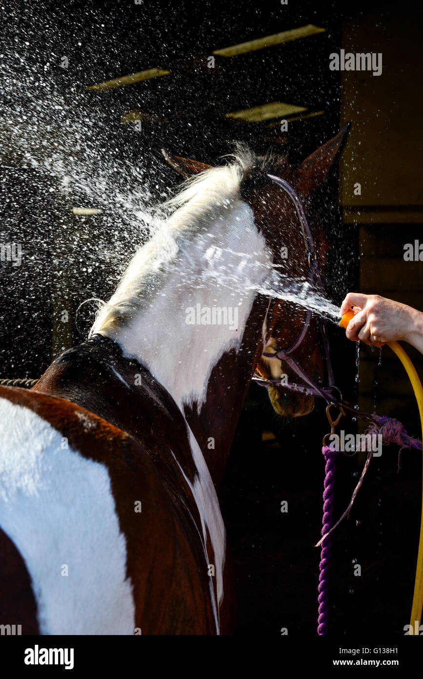 Il lavaggio di un cavallo colorato dopo un lungo viaggio in una soleggiata giornata di primavera. Foto Stock