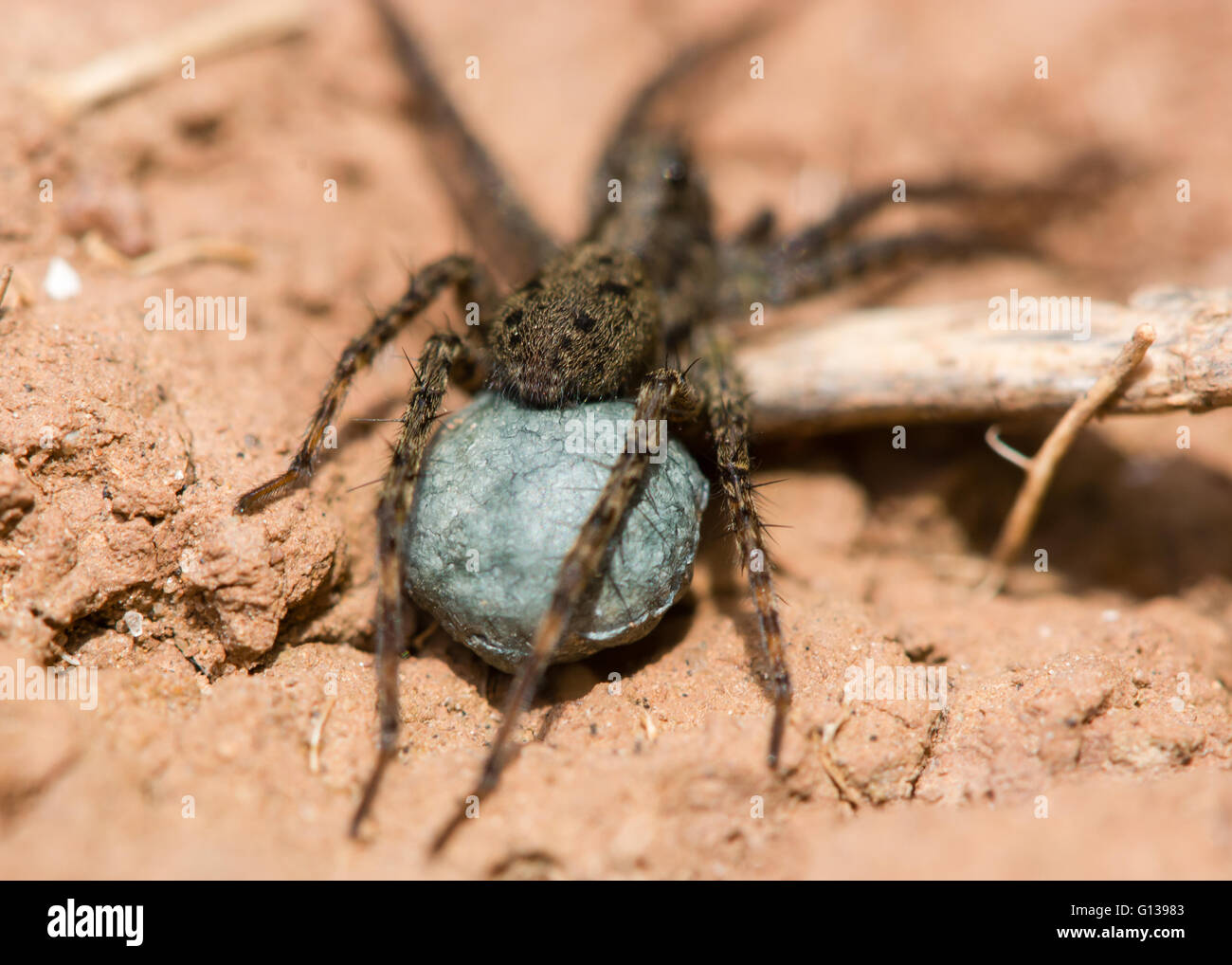 Wolf spider (Pardosa sp.) uovo sac. Seta blu sac contenenti uova attaccata al spinarets di ragno femmina nella famiglia Lycosidae Foto Stock
