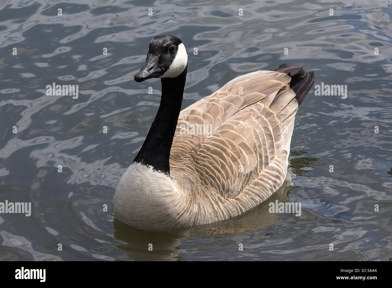 Canada Goose nuotare in un lago di corpo pieno ritratto Foto Stock