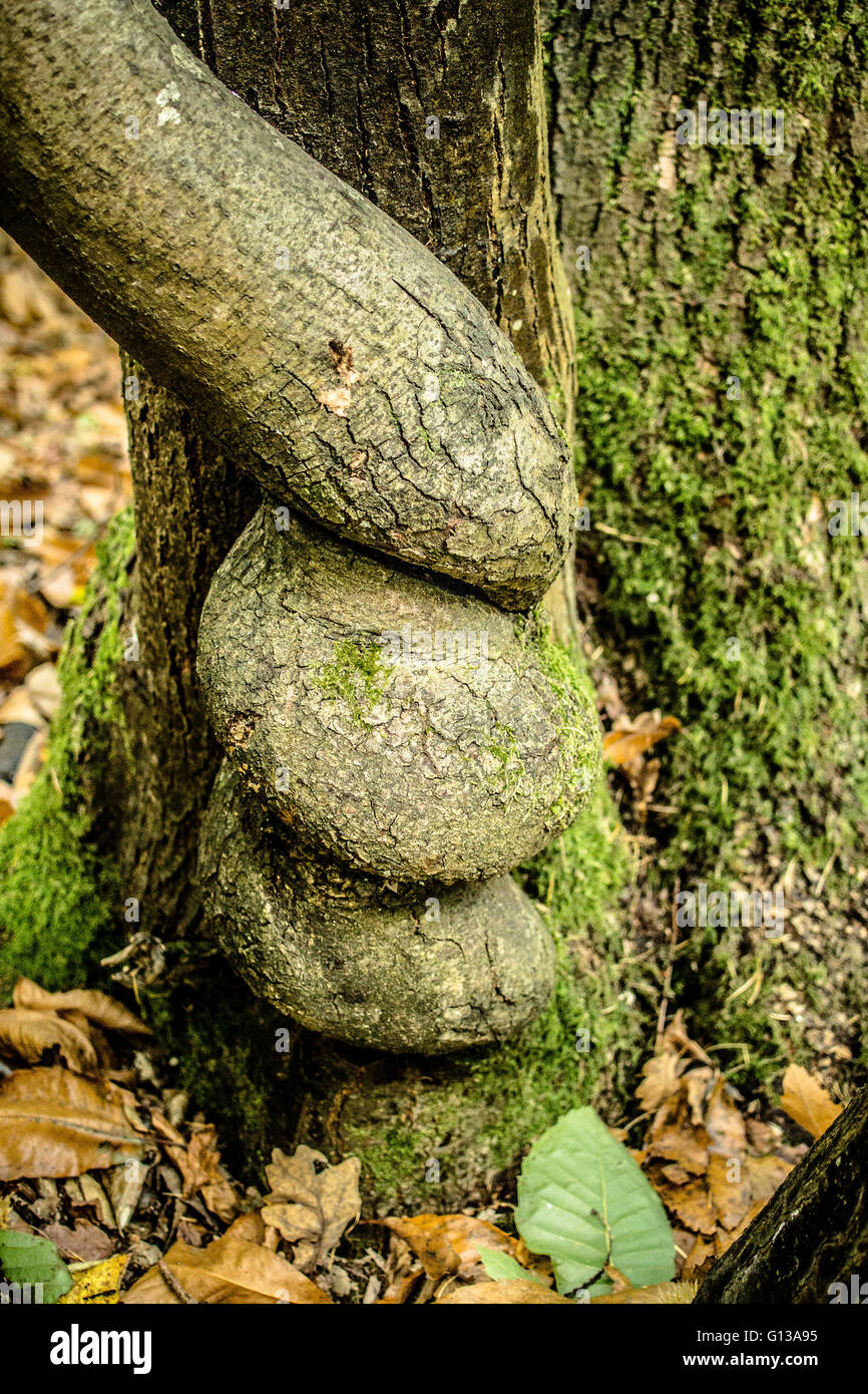 Spirale tronco di albero in autunno bosco britannico Foto Stock