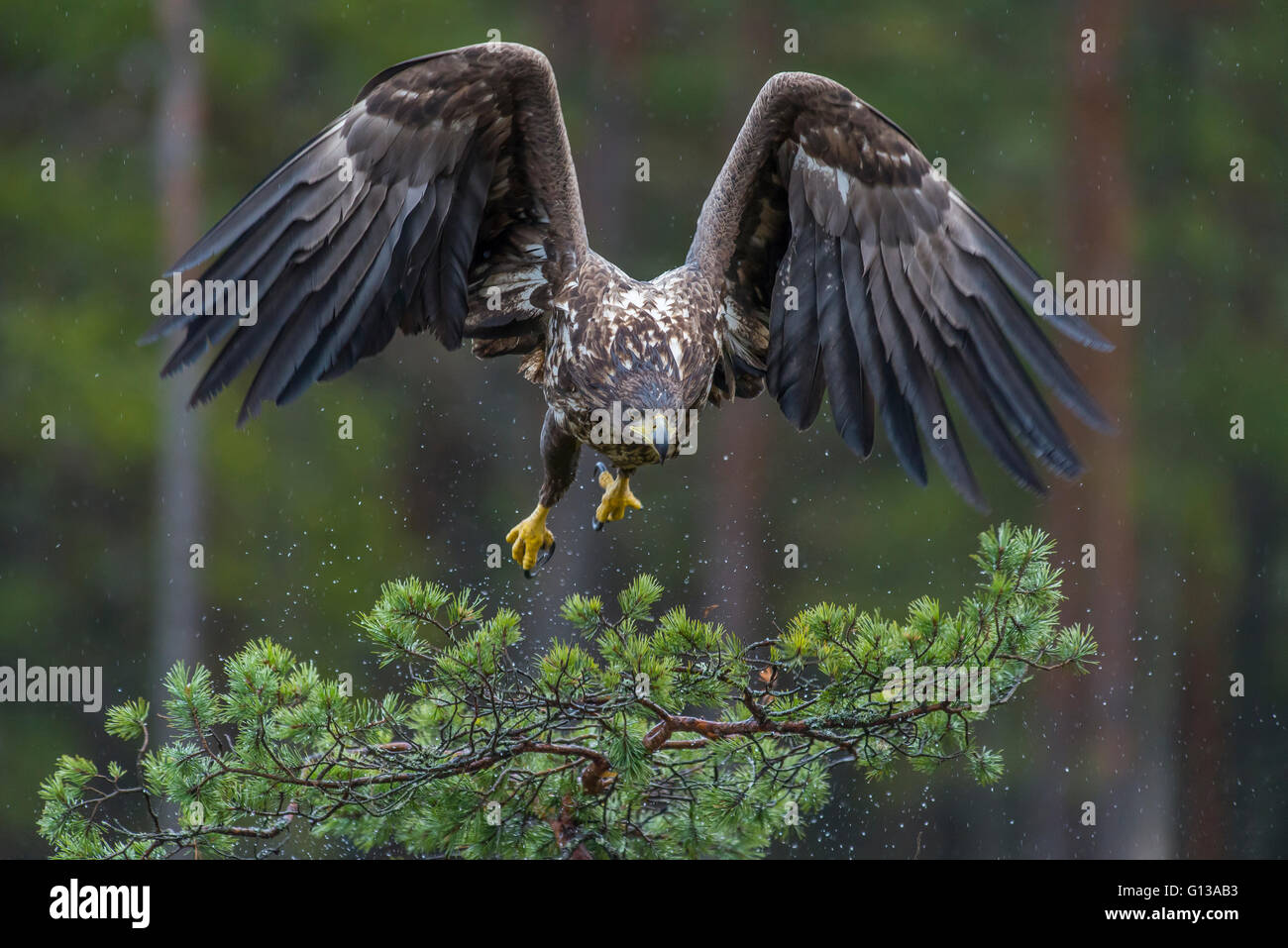 White-tailed Eagle in volo Foto Stock