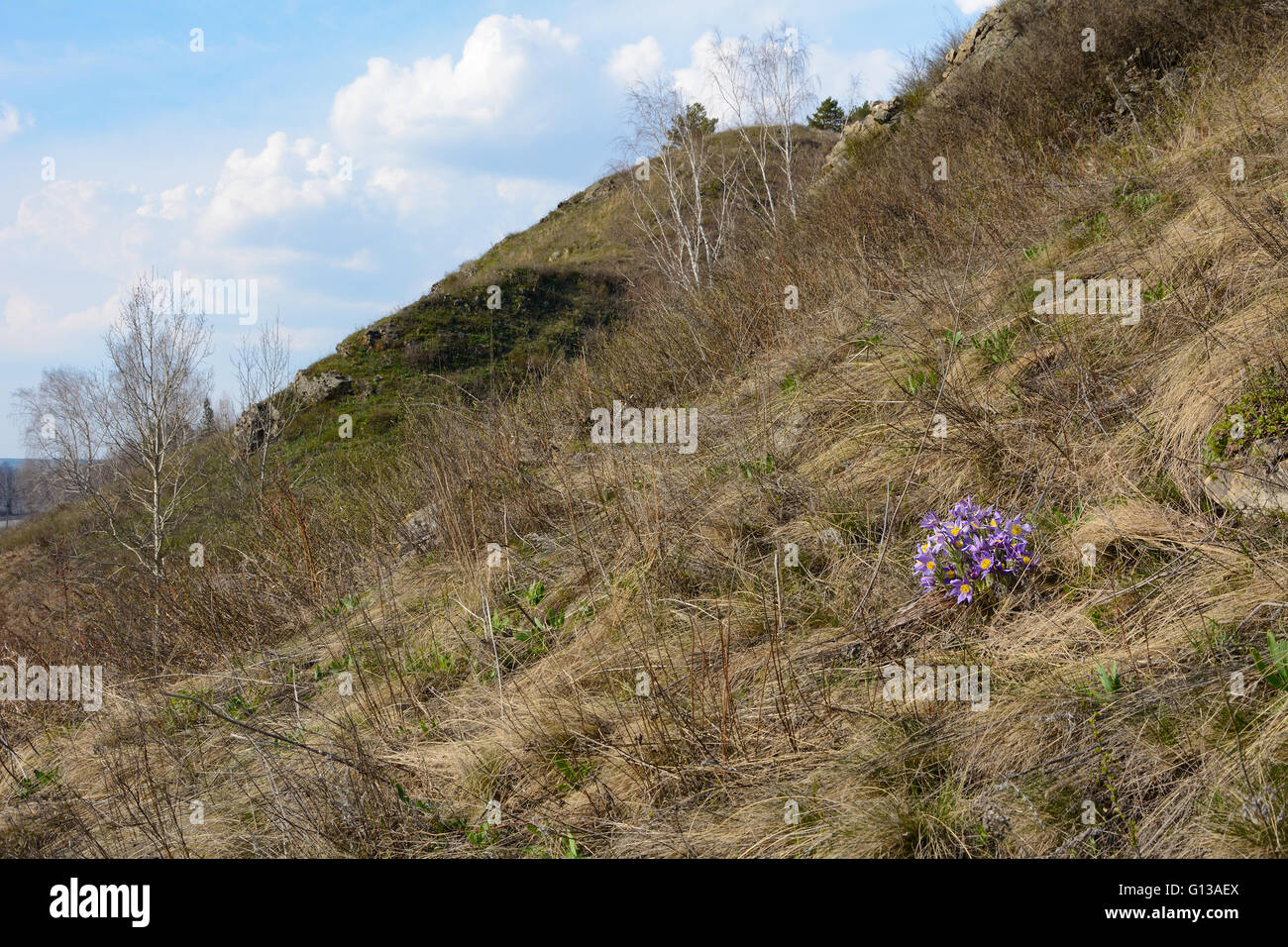 Blooming Bush sonno-erba (lat. Pulsatilla patens) sul fianco di una collina ricoperta da ultimo anno erba Foto Stock