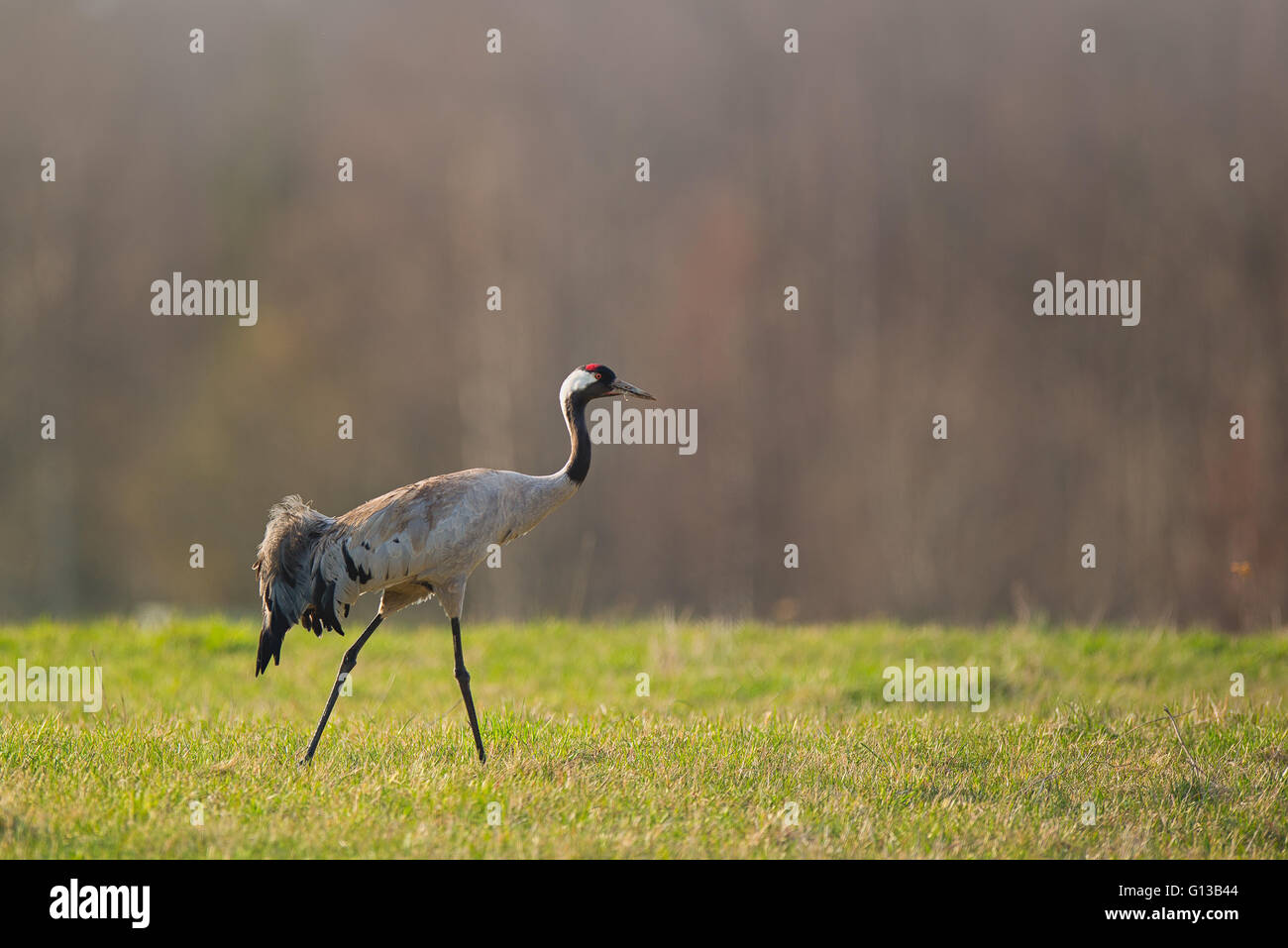 Gru comune (grus grus) - gru eurasiatica Foto Stock