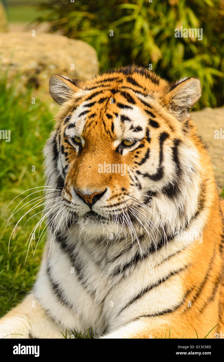 Tigre di Amur (Panthera tigris altaica) in condizioni controllate presso la flora e fauna del patrimonio della Fondazione Smarden Kent REGNO UNITO Foto Stock