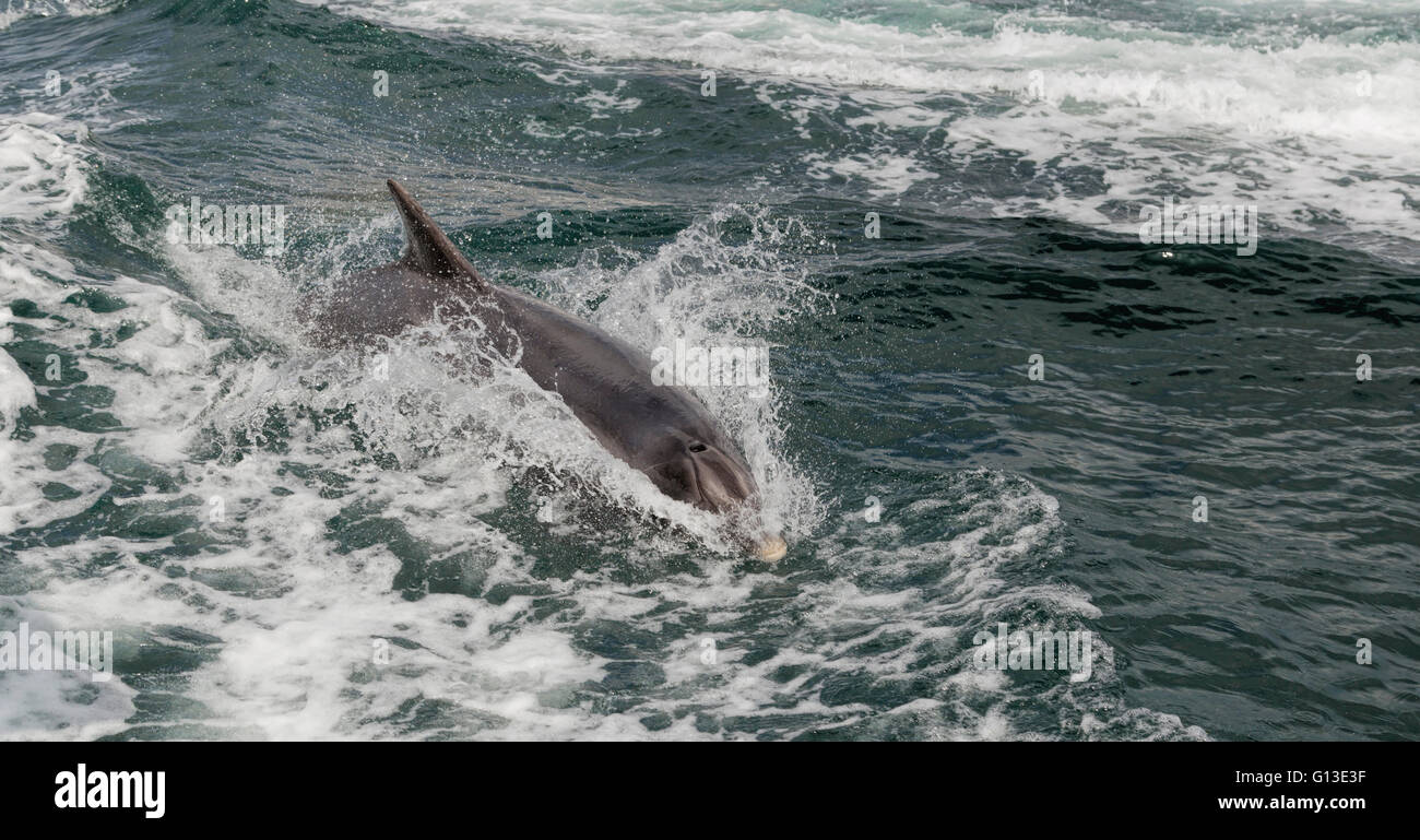 Fungie, un 32-anno vecchio di nuoto con i delfini nella baia di Dingle, Dingle, penisola di Dingle, nella contea di Kerry, Repubblica di Irlanda. Foto Stock