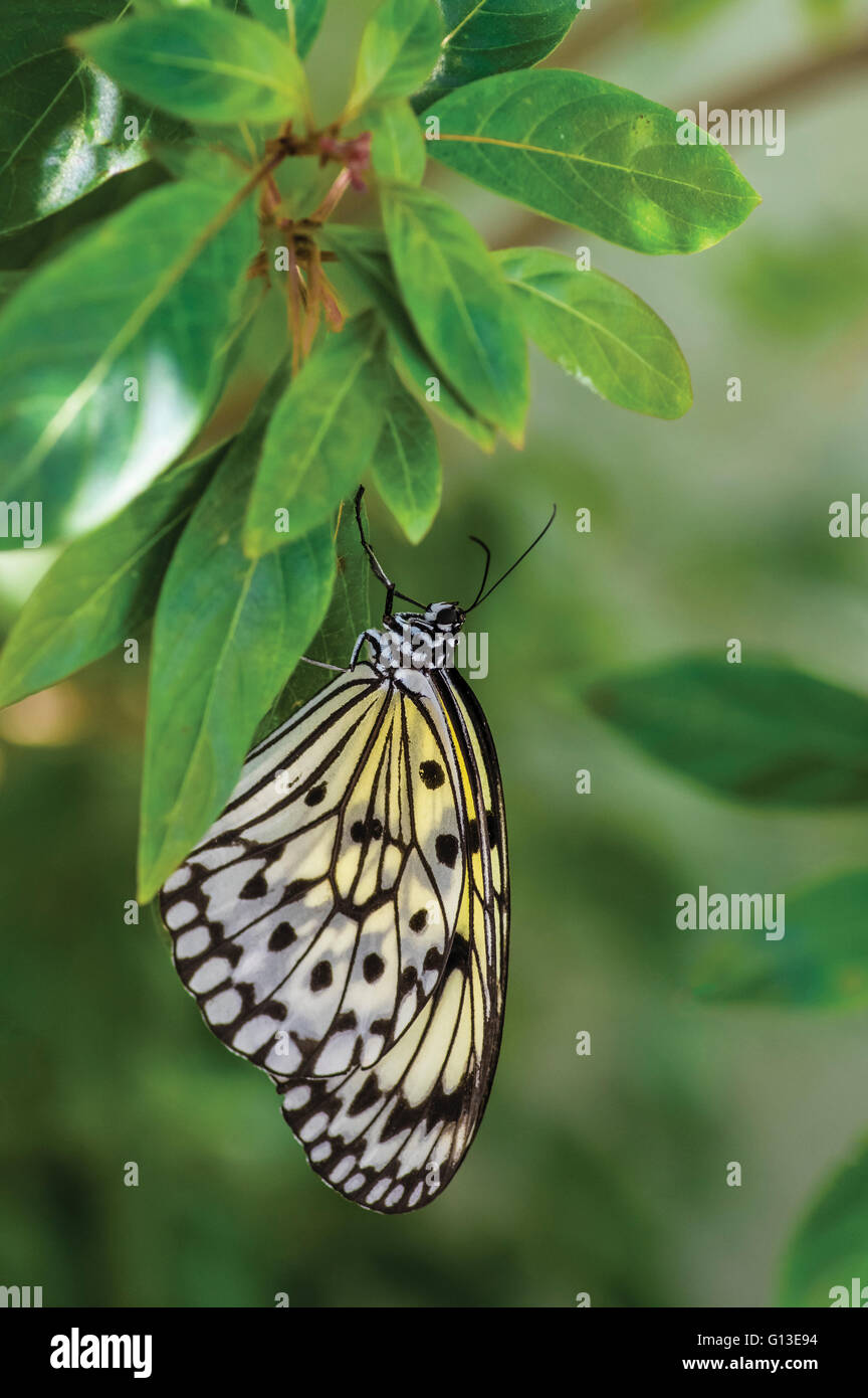 Ninfa struttura Butterfly (Idea leuconoe) Foto Stock