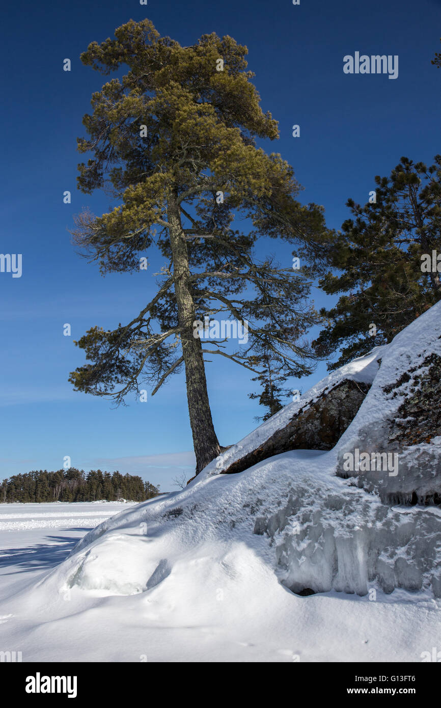Un bianco pino mantiene un alto veglia su un luminoso giorno d'inverno sul lago Kabetogama, Parco nazionale Voyageurs, Minnesota, Stati Uniti d'America Foto Stock