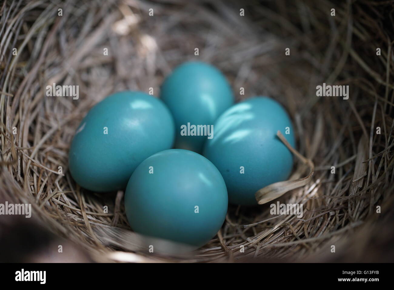 Close up di un nido di Robin's uova. Foto Stock
