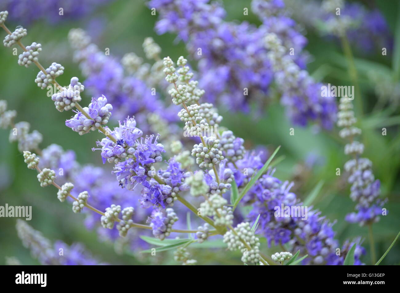 Texas lilla (Vitex Vitex Agnus-Castus) Tree blumi Closeup Foto Stock