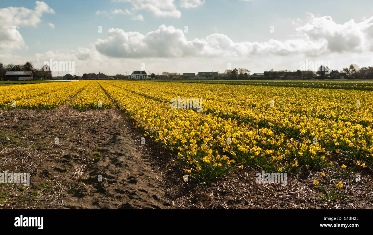 Giallo daffodil lampadine campo in pieno fiore con prospettiva delle linee guida per l'orizzonte al di sotto di un bianco blu cielo velato. Holland Foto Stock