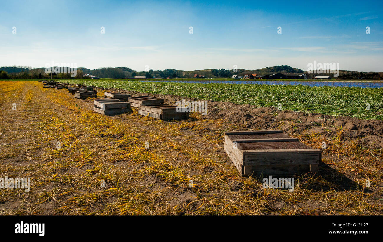 Raccolto in legno Casse lay pronto per la mietitura sui campi di fiori di uva giacinto, nelle diverse fasi di preparazione Foto Stock
