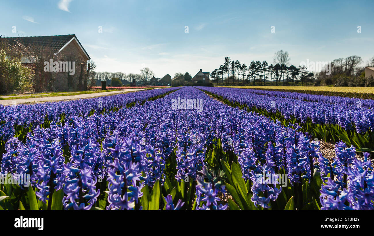 Blu porpora giacinti di Campo dei Fiori in piena fioritura, con la prospettiva delle linee guida per l'orizzonte, e case coloniche - paesaggio Foto Stock