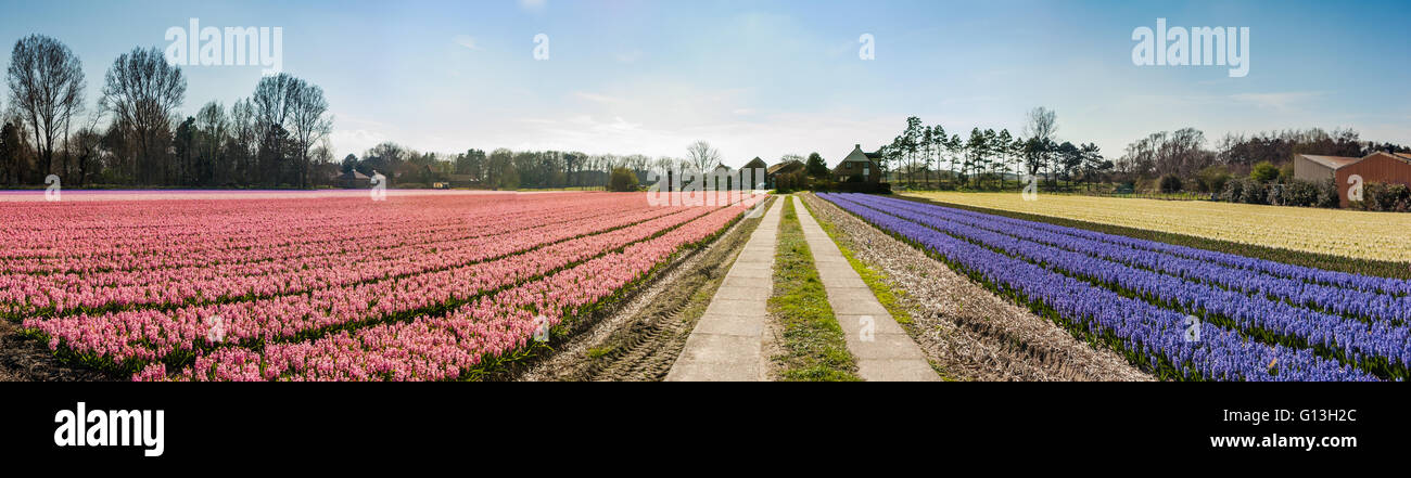 Piastrellate strada attraverso la rosa, viola, blu e bianco giacinto campi per l allevamento di fiore all'orizzonte - panorama Foto Stock