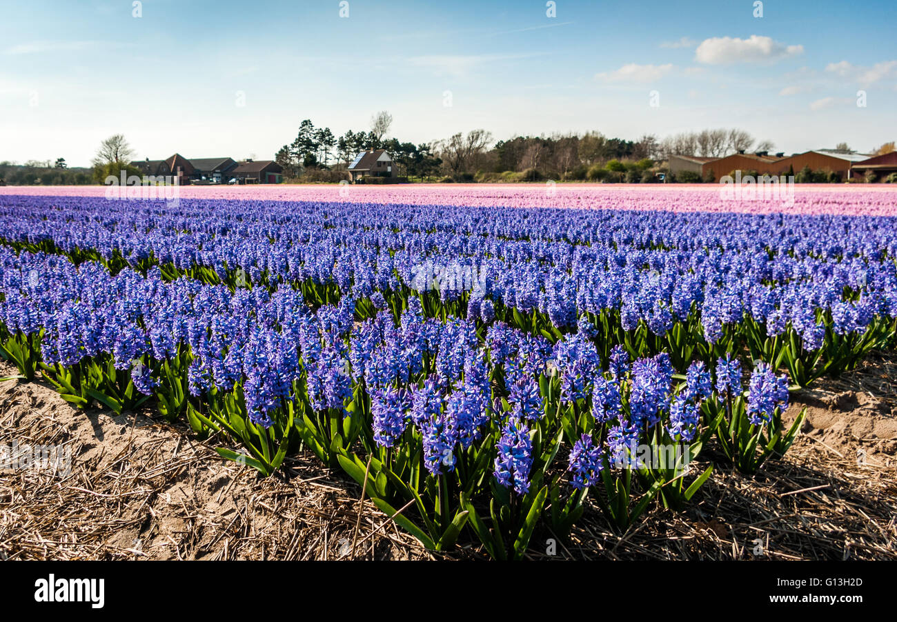 Come un gigante, soft viola e rosa tappeto di fiori, i campi di giacinto stendere per quanto l'occhio raggiunge Foto Stock