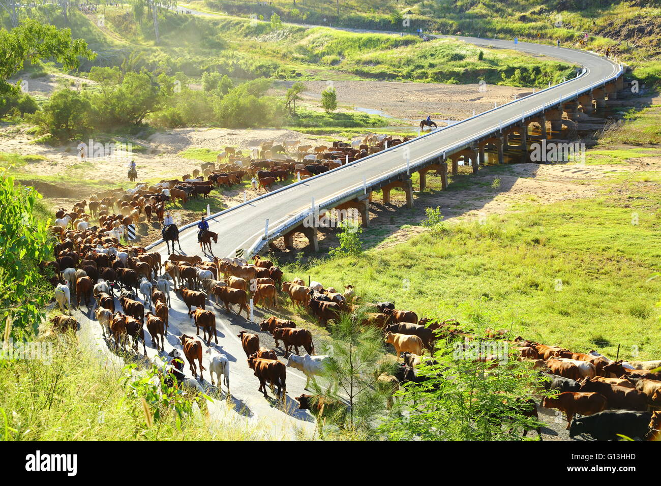 Droving una folla di bestiame attraverso il fiume Burnett vicino Eidsvold, Queensland, Australia durante una unità di bestiame. Foto Stock