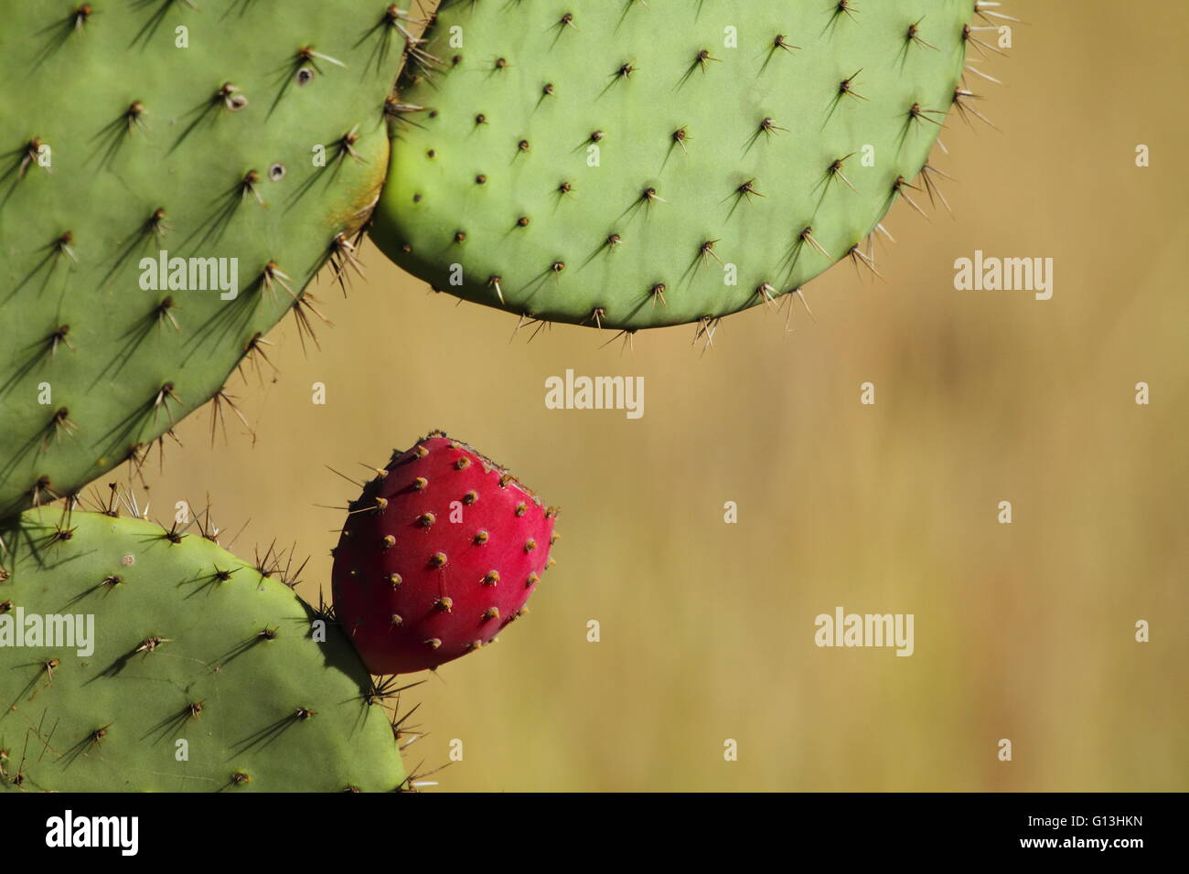 Un fico d'india cactus (genere Opuntia) circa a fiore. Foto Stock