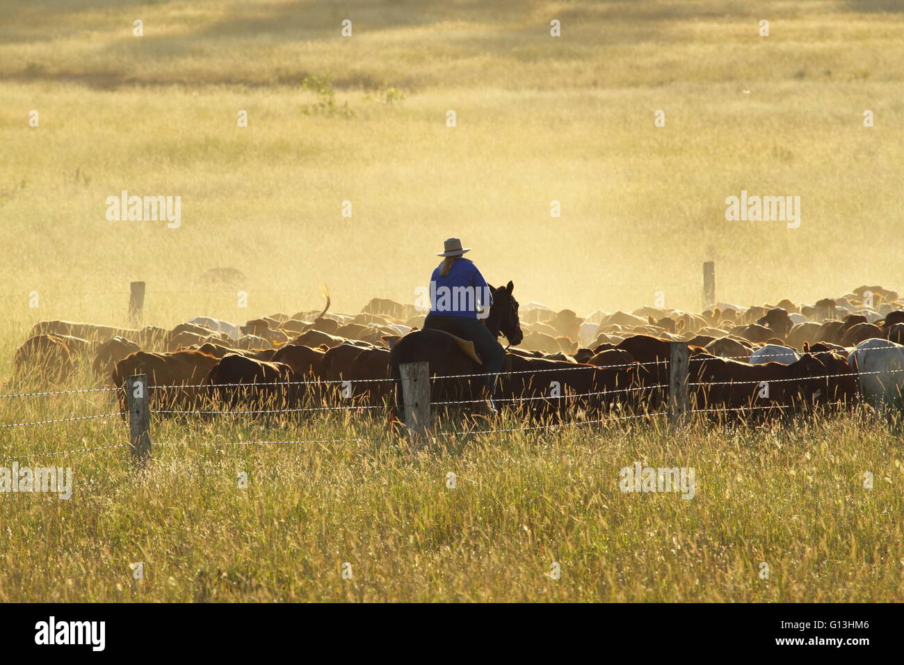 Un drover femmina nel suo ventenne tendendo una folla di capi di bestiame nei pressi di Eidsvold, Queensland, Australia durante una unità di bestiame. Foto Stock